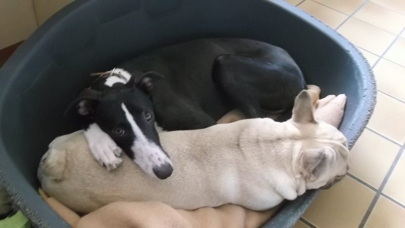Camille galga de 7 mois à l'adoption Adoptée Camill10