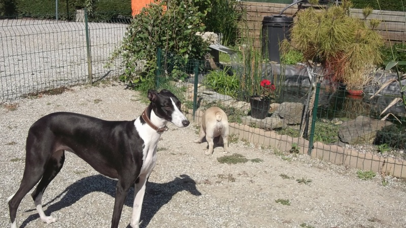 Camille galga de 7 mois à l'adoption Adoptée Camill14