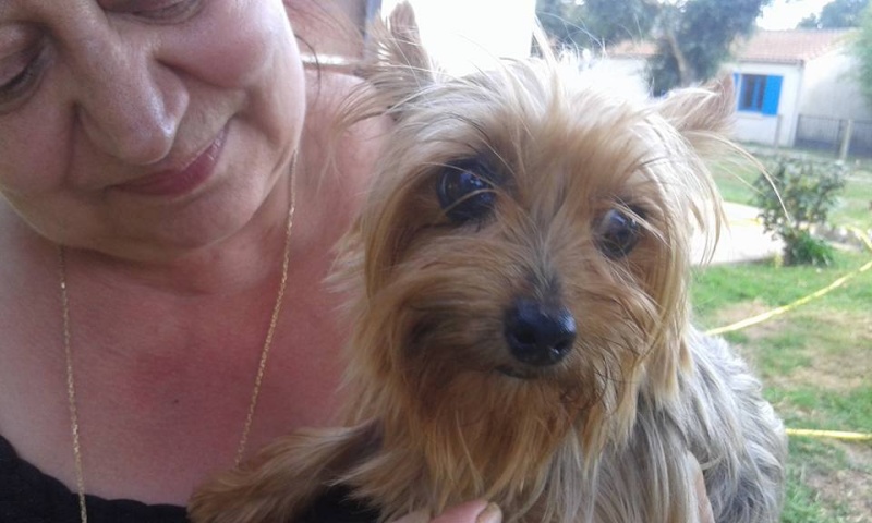 Gina petite yorck de 2.5kg Scooby France  Adoptée En fuite sur Saint Vivien du Médoc 33 Gina_a10