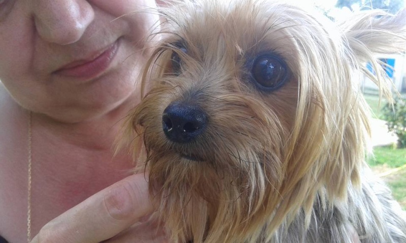 Gina petite yorck de 2.5kg Scooby France Adoptée En fuite sur Saint Vivien du Médoc 33 Gina_a11