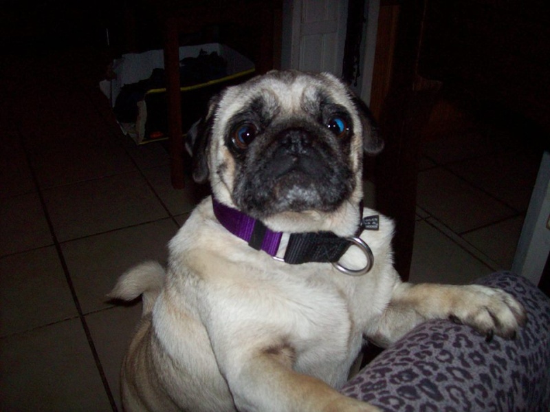 Lily 6 ans carlin à l'adoption Adoptée Lily_c13