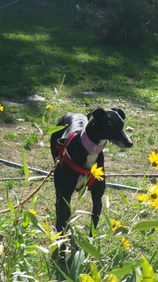 Pegaso, galgo noir.Scooby France Adopté  Pegaso10