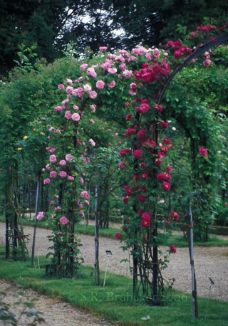 بعض انواع من الورود Amadis11