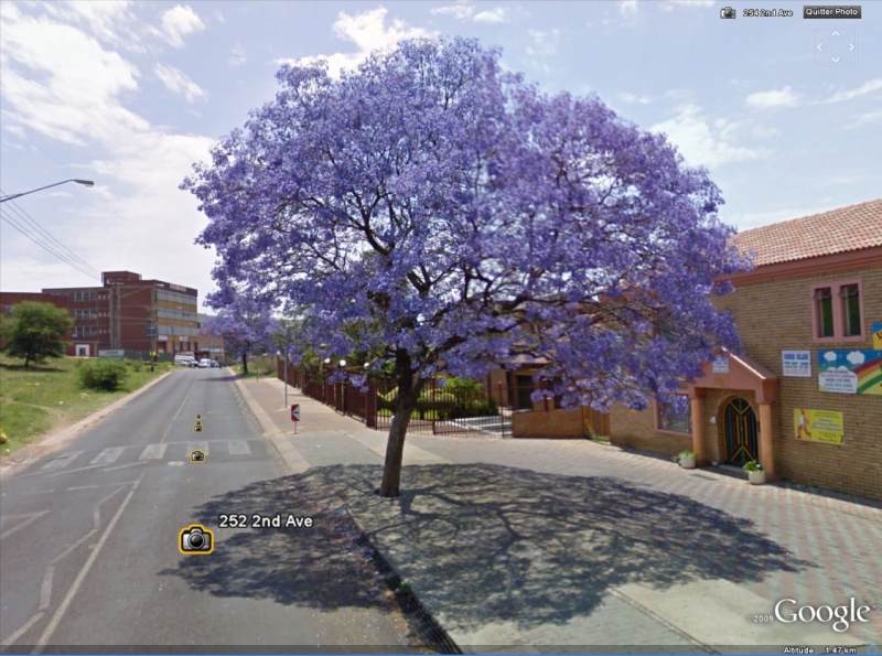 STREET VIEW : un Jacaranda tout bleu à Claudius, Afrique du Sud Jacara10