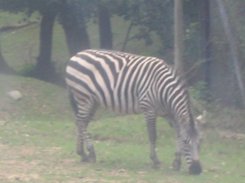 Visite au Safari Parc de Peaugres (07) Photo_10