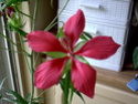 Hibiscus de mon bassin Photo_10