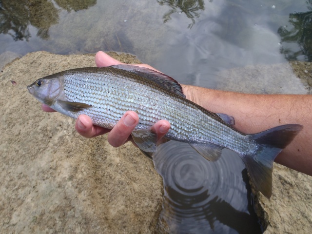 hier en  moyenne rivière L_alba21