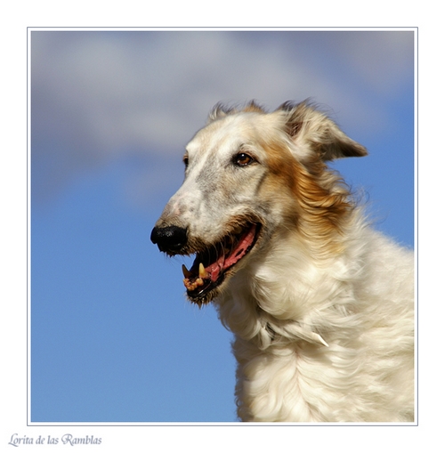 Oural : portrait de chien Oural014