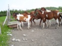 Mes chevaux...plein de photos! 34_02610