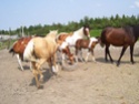 Mes chevaux...plein de photos! 34_02910