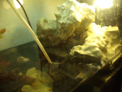 Aquarium Tortue pelomedusa Dscf2011