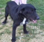 86 - benji x griffon de 2 ans Benji110