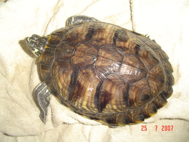 identification de ma tortue Tortue13