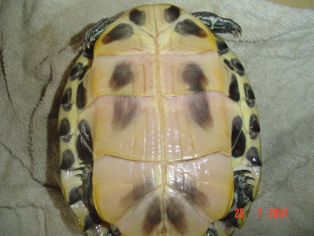 identification de ma tortue Tortue14