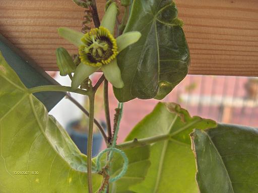 mi  passiflora Coriacea Hpim0210