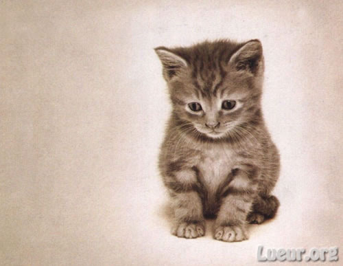 Images Animaux Chaton12
