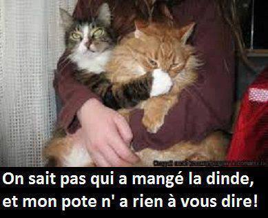 humour - Page 34 15080310