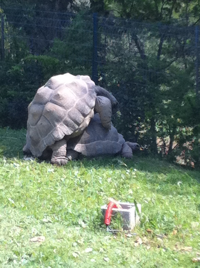 accouplement d 'aldabra Accoup10