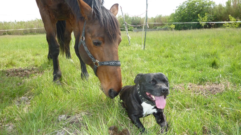 horse and staffie P1020715