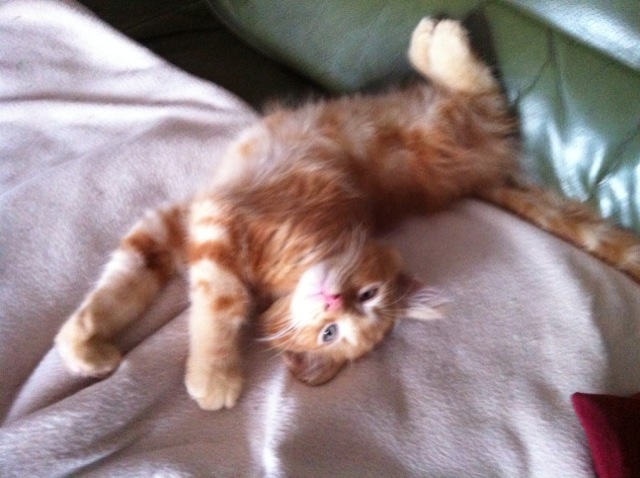  adopté  Girofle petit chaton roux 1 mois 04/06 - Page 5 Photo210