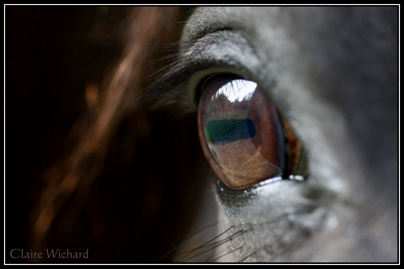 Concours n°6 : L'oeil des chevaux Img_8010