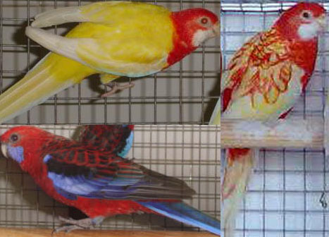 vendo rosellas Rosell10