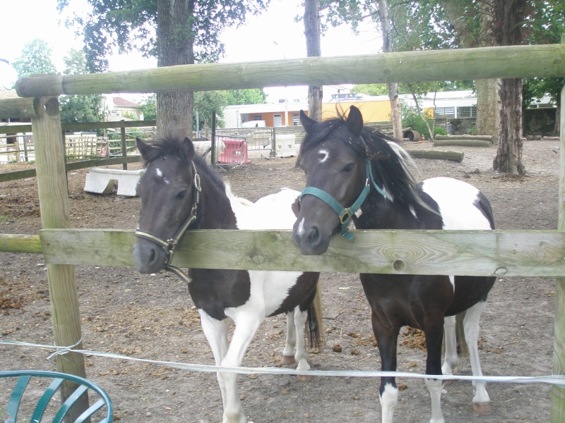 Photos des chevaux et poons manquant ... P7040710