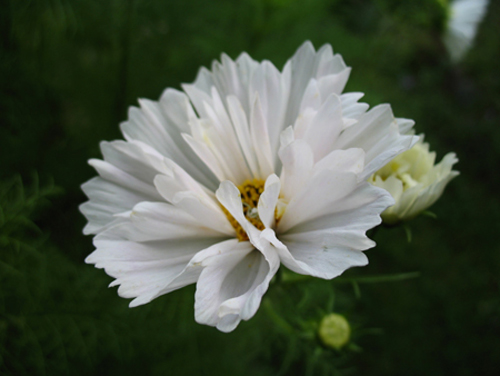 cosmos Copie_16