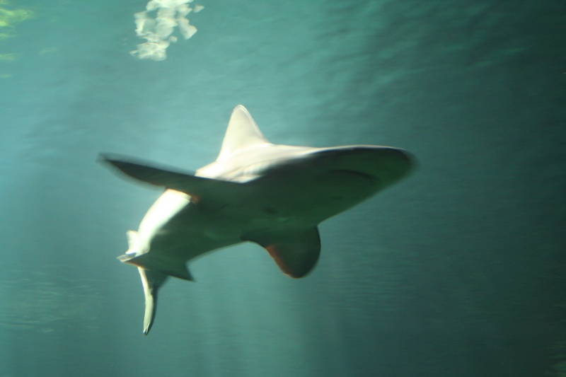 Requin Aquarium 20070311