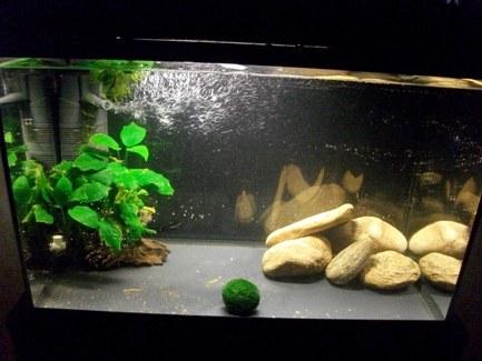 pierres dans la nature et les introduire dans un aquarium