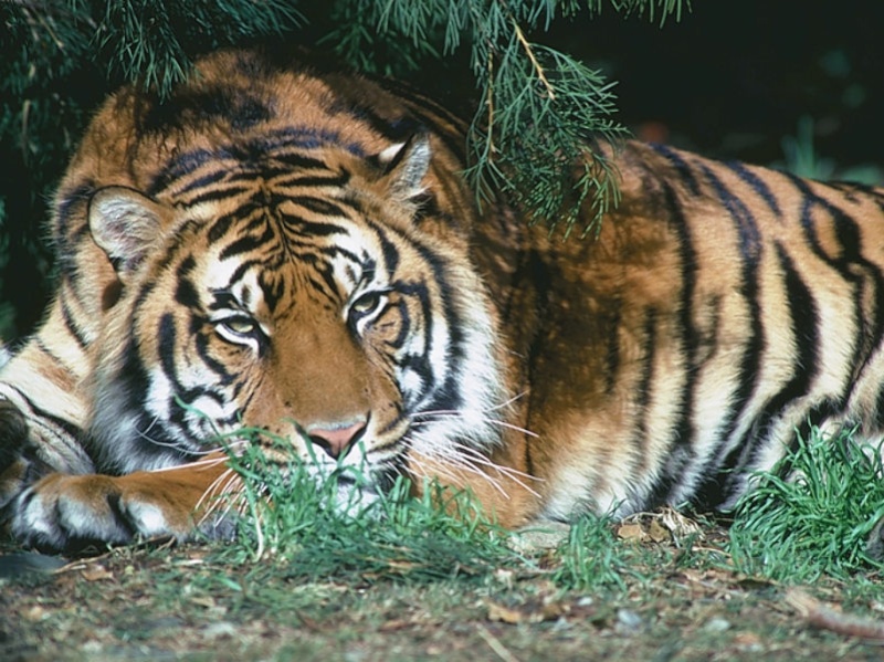 Tiger Tiger10