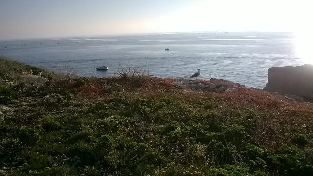 Promenade sur l'ile du Frioul Fr710