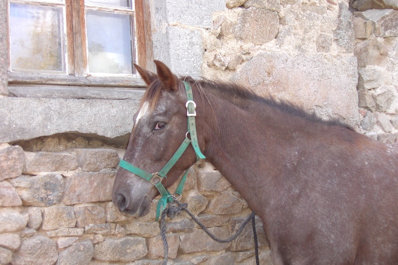 IGOR 'p'tit gars', ONC appaloosa-PS Photo_10