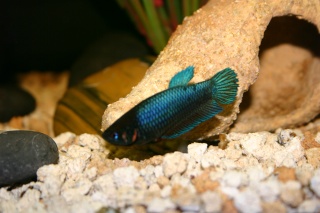 Betta femelle ou mâle? 07310