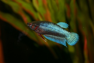 Betta femelle ou mâle? 07710