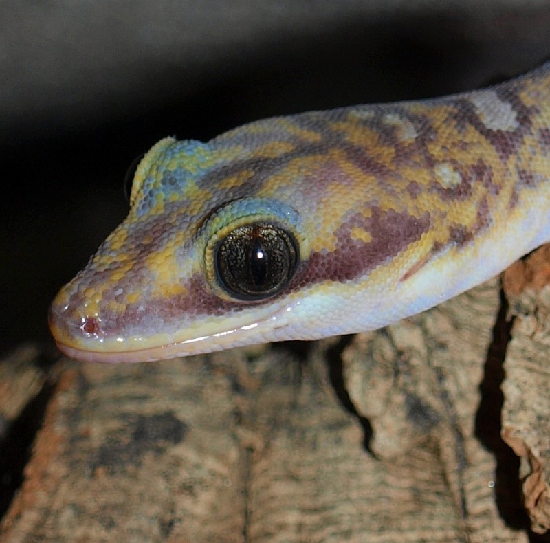 Quelques geckos ... Profil10