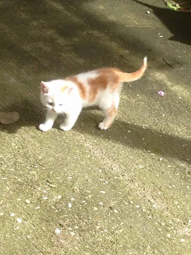 (12) - Aligot - Chaton roux et blanc de 2 mois - Sociable et câlin - Adopté ! 11855310