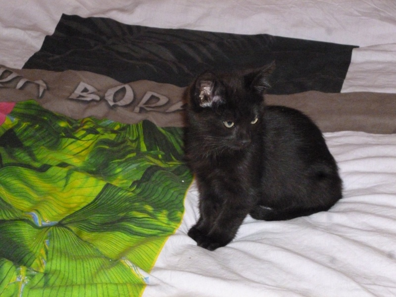 (48) - Kiara - Chatonne noire - 2 mois - Câline - Adoptée !!! 12177610