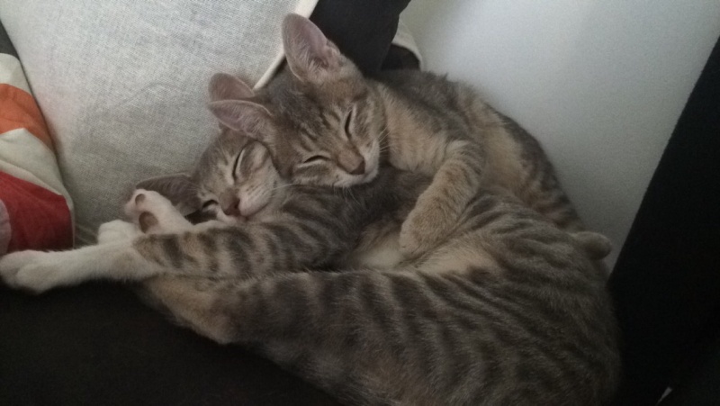 (48) - Bonnie et Clyde - chatons tigrés, adoptés ensemble !!  Img_0111