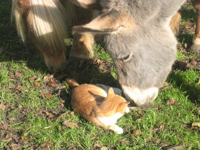 la grosse et la petite..................bête 1 Divers11