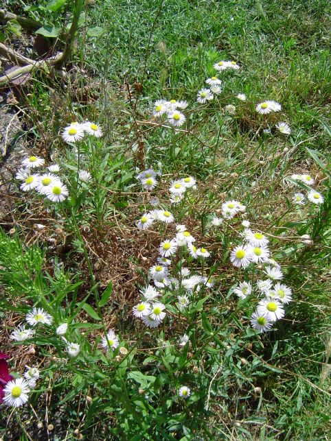 [résolu]Erigeron annuus, la vergerette annuelle Fleur110