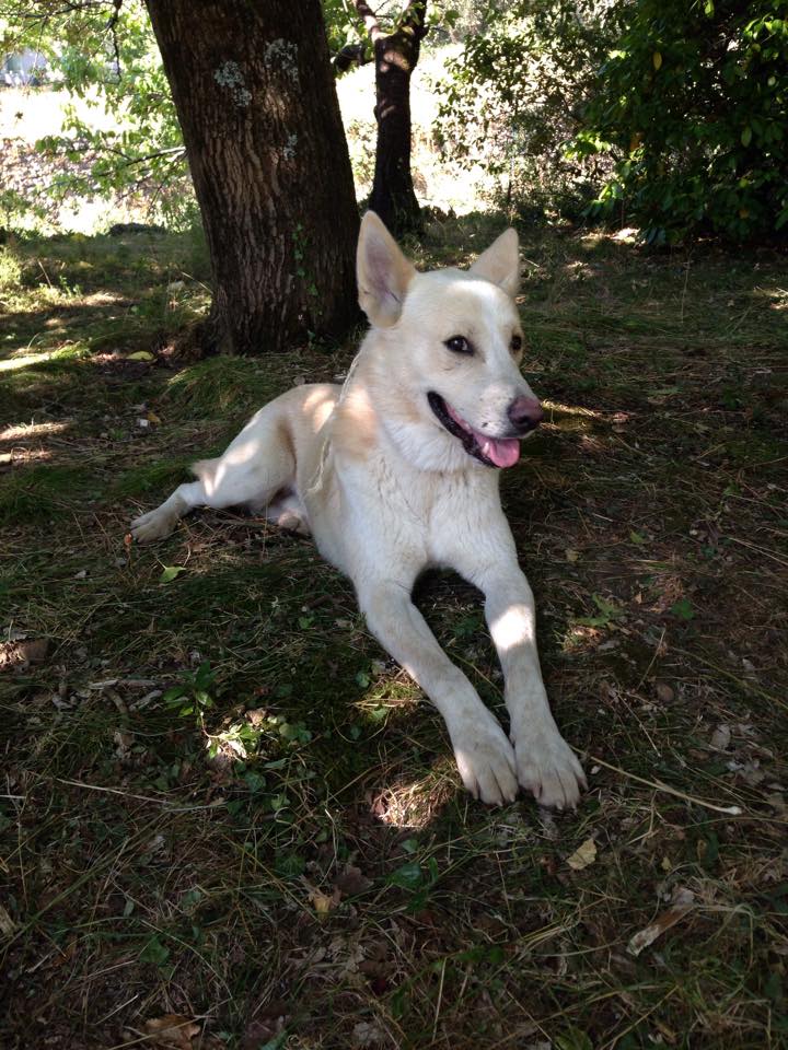 CANAAN (Trouvé le 21 juillet 2015) cherche FA ADOPTEE Canaan15