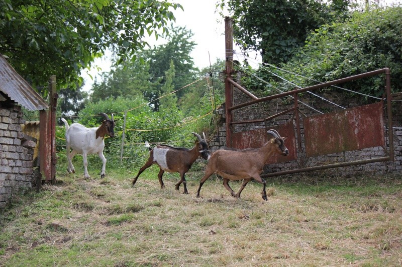 Mon troupeau, la ferme de Rosélia Img_7210