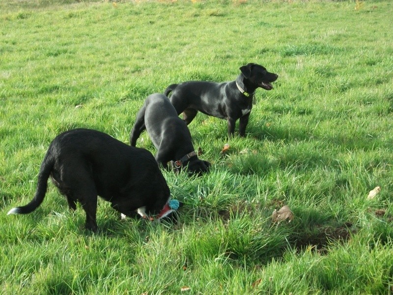 donne chien de bientôt 9 mois environ Dscf0741