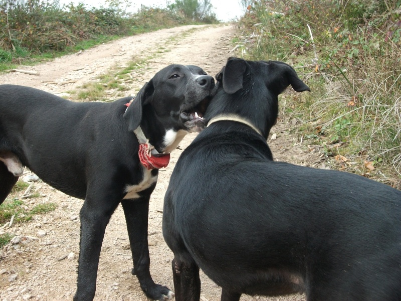 donne chien de bientôt 9 mois environ Dscf0815