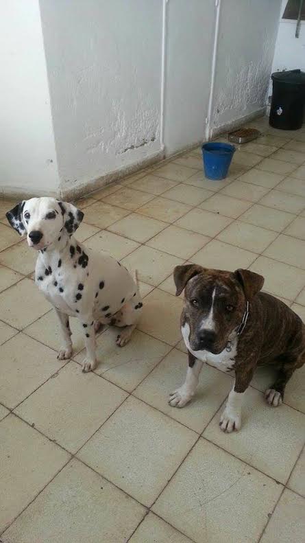 LADY, femelle Dalmatienne 3 ans  Lady110