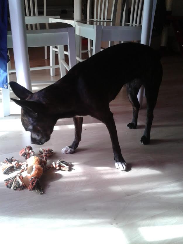 MIQUETTE, chienne croisée bulldog et pinsher née le 19 août 2014 Miquet11