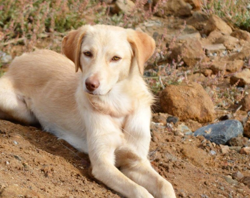 ROMEO, mâle croisé né en février 2015 Romyo11