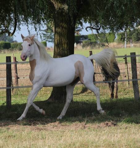 Cheval pie hot sale palomino a vendre