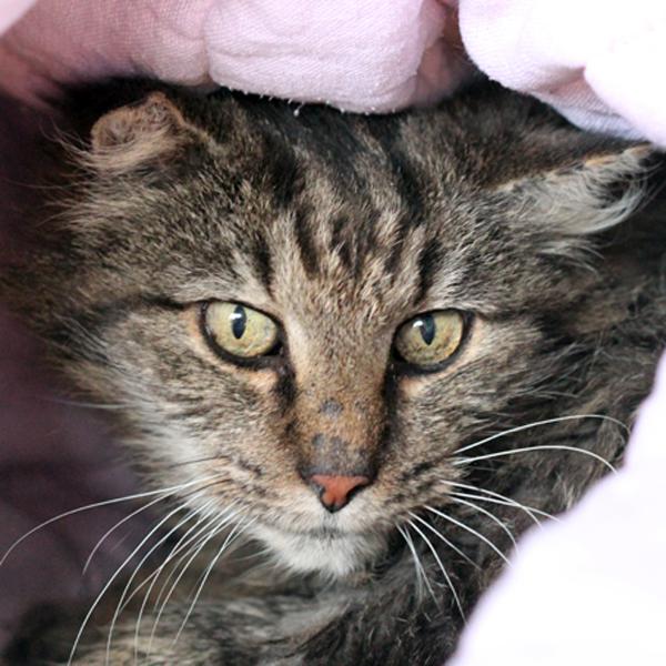 PATCHOU Europ 1/2 angora tabby 13 ans Gennevilliers 92 Patcho10